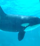 鴨川シーワールドに投稿された画像（2023/7/11）