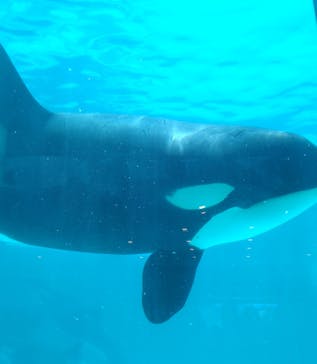 鴨川シーワールドに投稿された画像（2023/7/11）