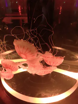 マクセル アクアパーク品川に投稿された画像（2023/7/11）