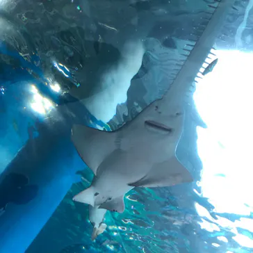 マクセル アクアパーク品川に投稿された画像（2023/7/11）