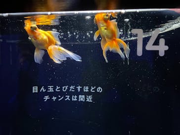 横浜開運水族館 フォーチュンアクアリウムに投稿された画像（2023/7/11）