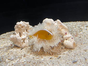 横浜開運水族館 フォーチュンアクアリウムに投稿された画像（2023/7/11）