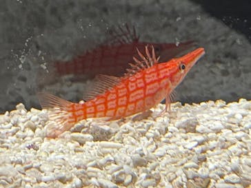 横浜開運水族館 フォーチュンアクアリウムに投稿された画像（2023/7/11）