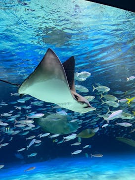 サンシャイン水族館に投稿された画像（2023/7/12）
