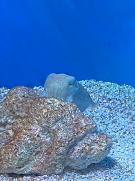 サンシャイン水族館に投稿された画像（2023/7/12）