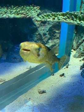 サンシャイン水族館に投稿された画像（2023/7/12）