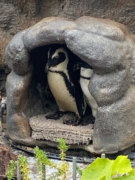 サンシャイン水族館に投稿された画像（2023/7/12）