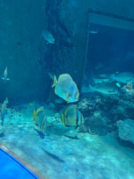 沖縄美ら海水族館に投稿された画像（2023/7/12）