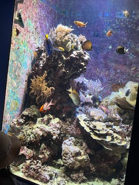 沖縄美ら海水族館に投稿された画像（2023/7/12）