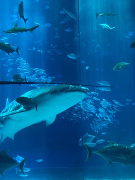 沖縄美ら海水族館に投稿された画像（2023/7/12）