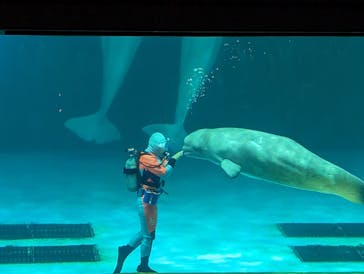 鴨川シーワールドに投稿された画像（2023/7/12）