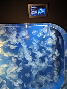 鴨川シーワールドに投稿された画像（2023/7/12）