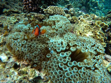 青の洞窟専門店　沖縄ダイビングショップ和に投稿された画像（2023/7/12）