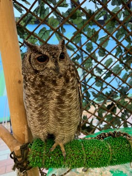 いきもの探検隊湘南に投稿された画像（2023/7/12）