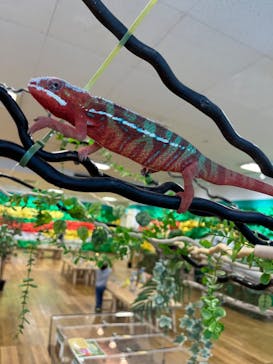 いきもの探検隊湘南に投稿された画像（2023/7/12）