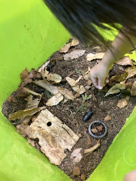 いきもの探検隊上尾に投稿された画像（2023/7/12）