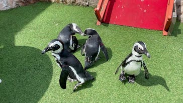 おさるランド＆アニタウン　日光さる軍団劇場に投稿された画像（2023/7/12）