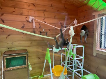 おさるランド＆アニタウン　日光さる軍団劇場に投稿された画像（2023/7/12）