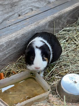 まかいの牧場に投稿された画像（2023/7/12）