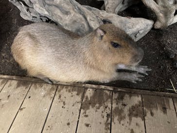 カワスイ 川崎⽔族館に投稿された画像（2023/7/12）