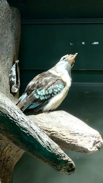 カワスイ 川崎⽔族館に投稿された画像（2023/7/12）