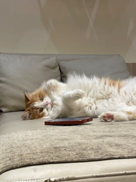 猫カフェモカ　イオンモール幕張新都心店に投稿された画像（2023/7/12）