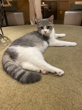 猫カフェモカ　新宿店に投稿された画像（2023/7/12）