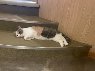 猫カフェモカ　新宿店に投稿された画像（2023/7/12）