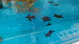 名古屋港水族館に投稿された画像（2023/7/13）