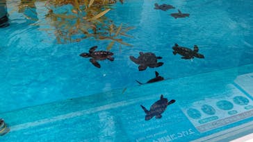 名古屋港水族館に投稿された画像（2023/7/13）