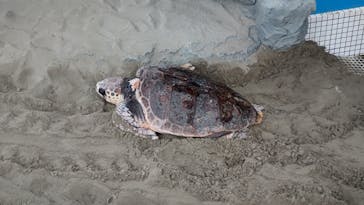名古屋港水族館に投稿された画像（2023/7/13）