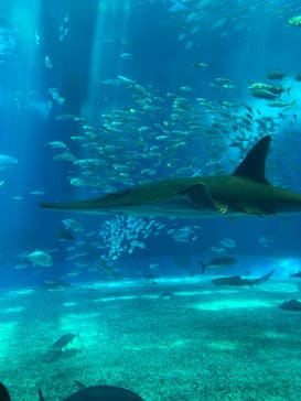 沖縄美ら海水族館に投稿された画像（2023/7/13）