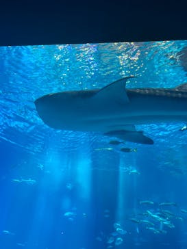 沖縄美ら海水族館に投稿された画像（2023/7/13）