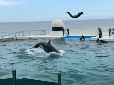 鴨川シーワールドに投稿された画像（2023/7/13）