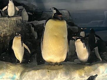 名古屋港水族館に投稿された画像（2023/7/13）