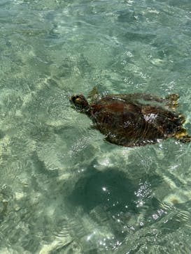 宮古島 ADVENTURE PiPi（ミヤコジマ アドベンチャー ピピ）に投稿された画像（2023/7/13）