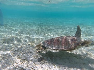 宮古島 ADVENTURE PiPi（ミヤコジマ アドベンチャー ピピ）に投稿された画像（2023/7/13）