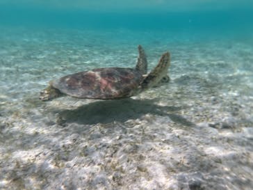 宮古島 ADVENTURE PiPi（ミヤコジマ アドベンチャー ピピ）に投稿された画像（2023/7/13）