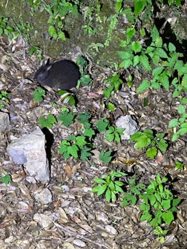 奄美ナイトツアーサービスに投稿された画像（2023/7/13）