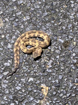 奄美ナイトツアーサービスに投稿された画像（2023/7/13）