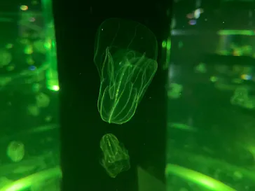 マクセル アクアパーク品川に投稿された画像（2023/7/13）