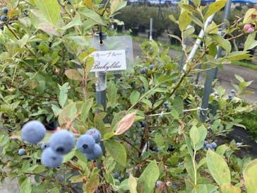 ブルーベリーガーデンやいづに投稿された画像（2023/7/14）