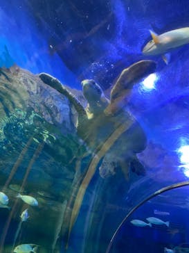 しながわ水族館に投稿された画像（2023/7/14）