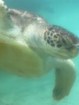 新江ノ島水族館に投稿された画像（2023/7/14）