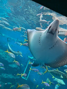 鴨川シーワールドに投稿された画像（2023/7/14）