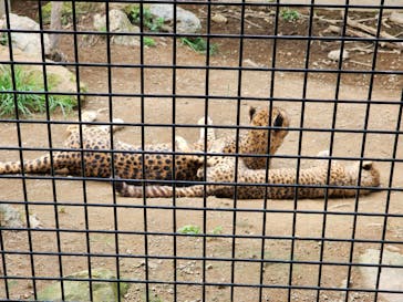 群馬サファリパークに投稿された画像（2023/7/14）