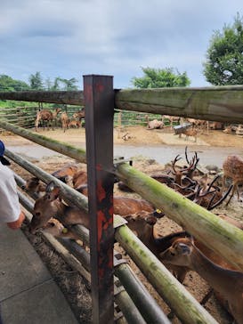 群馬サファリパークに投稿された画像（2023/7/14）