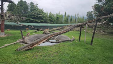 群馬サファリパークに投稿された画像（2023/7/14）