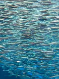 名古屋港水族館に投稿された画像（2023/7/14）