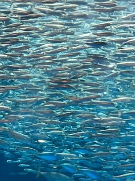 名古屋港水族館に投稿された画像（2023/7/14）